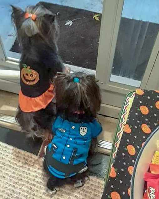 O & H Greeting Trick or Treaters